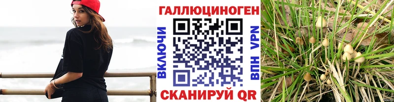 Галлюциногенные грибы Psilocybe  Шумиха 